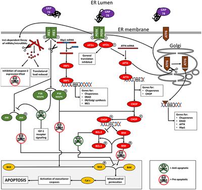 The Unfolded Protein Response in Amelogenesis and Enamel Pathologies